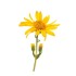 Extract CO2 de arnica 30ml [2]