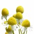 Extract CO2 total de musetel 30ml [2]