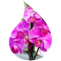 Ulei de Parfum Orhidee 100% 10ml