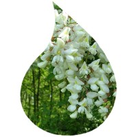 Ulei de Parfum Salcam 100% 10ml